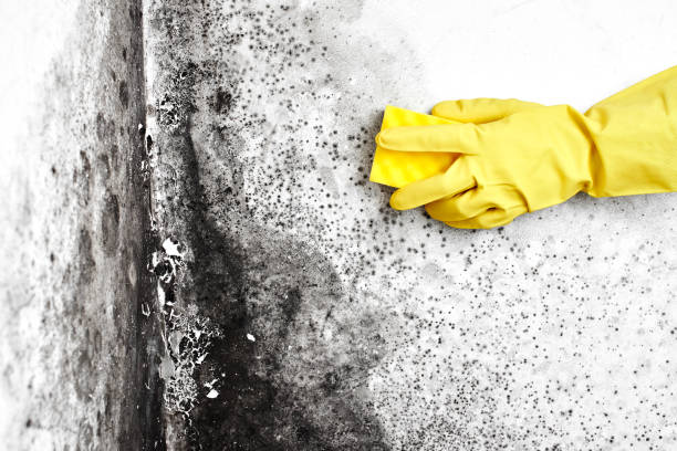Best Crawl Space Mold Remediation in Maurice, LA