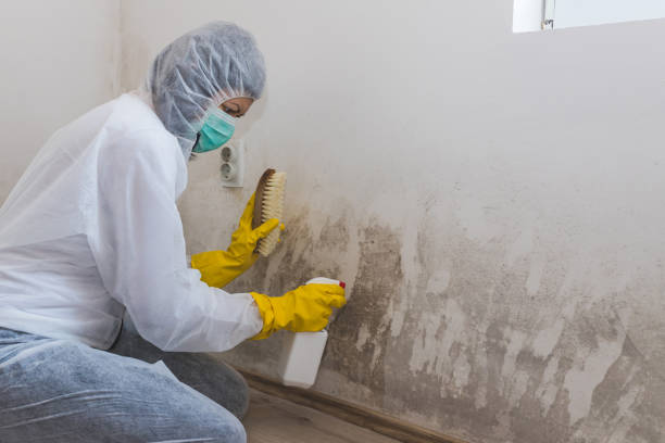 Best DIY Mold Remediation Support Services in Maurice, LA
