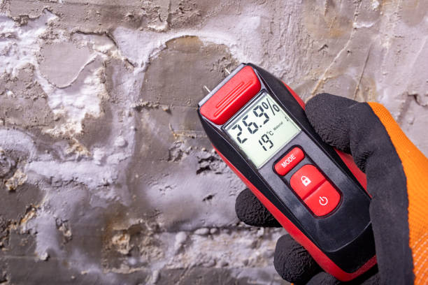 Best Insurance-Related Mold Remediation in Maurice, LA