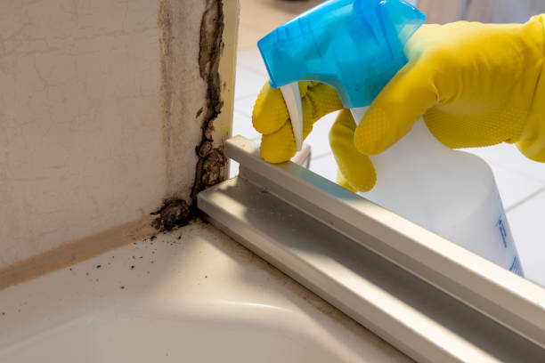 Best DIY Mold Remediation Support Services in Maurice, LA