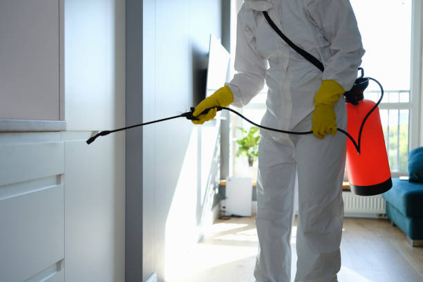 Best White Mold Remediation in Maurice, LA