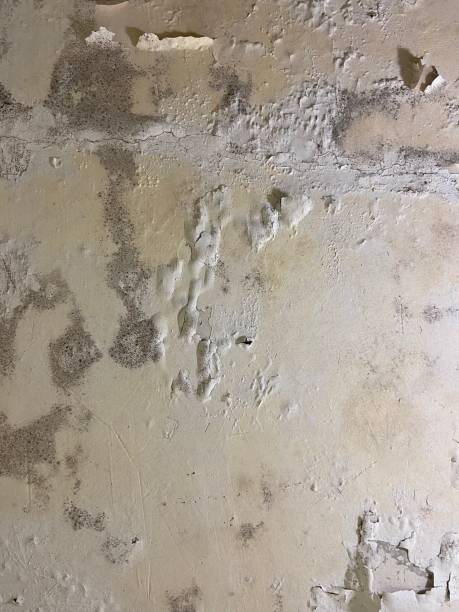 Best Mold Testing and Inspection Services in Maurice, LA