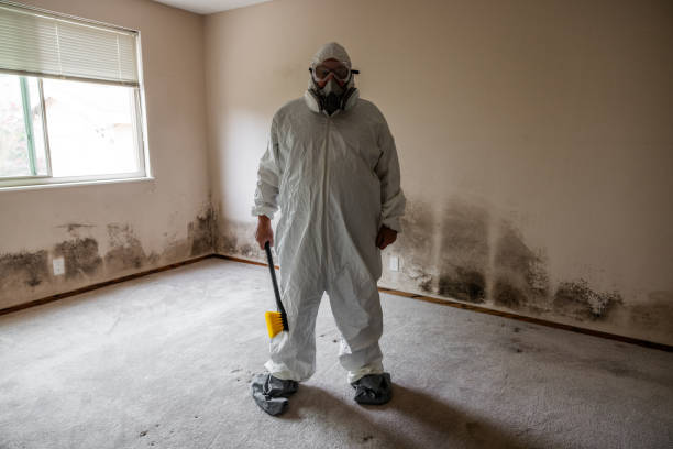 Best Basement Mold Remediation in Maurice, LA